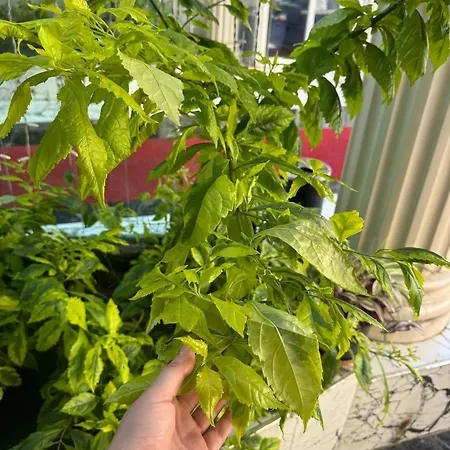 Istanblu Atasehir Hotel